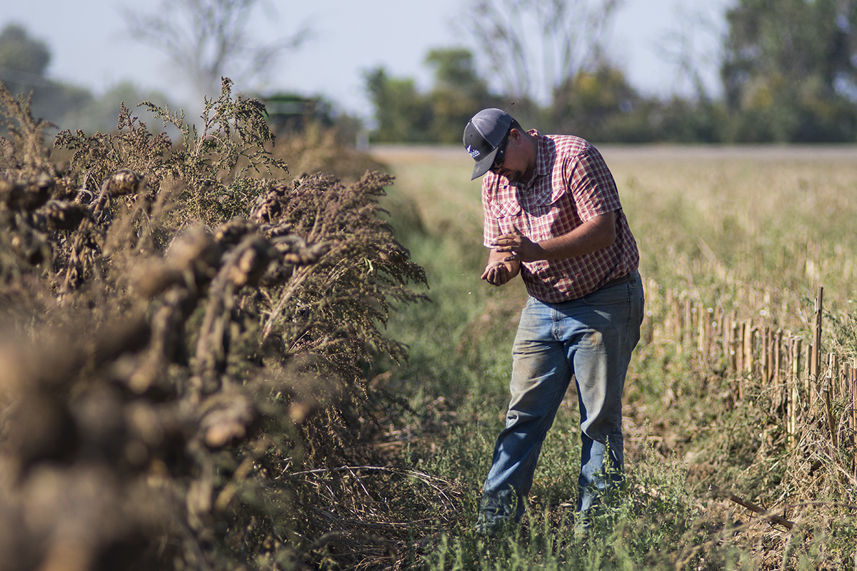 Crop rotation is a sustainability practice used by both large commercial growers and small-scale farmers. Schreiner Farms will rotate sunflowers through their tomato fields and leave the harvested plant to help rejuvenate the ground.